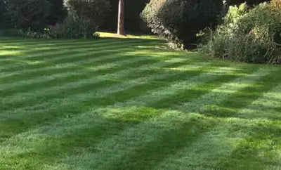 Are Lawn Care Subscription Boxes Worth It for UK Gardens?