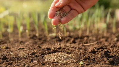 Products for Lawn Care: The Essential Kit for a GREENER UK Garden